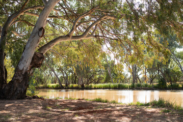 beautiful trees along a river bank