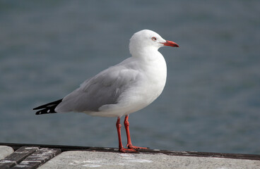 Silver gull seagull bird standing on a concrete pier with the ocean in the background