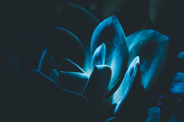 A close up of a blue flower with a dark background