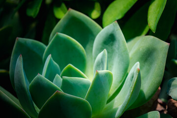 Obraz premium A green plant with a leafy appearance