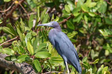 Naklejka premium A little blue heron in Costa Rica