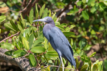 Fototapeta premium A little blue heron in Costa Rica