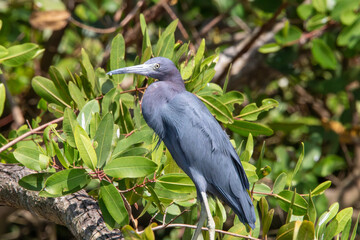 Fototapeta premium A little blue heron in Costa Rica