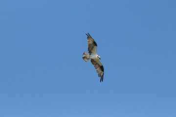 Obraz premium An Osprey in Costa Rica