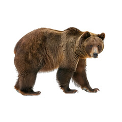 Fototapeta premium A bear, wild animal, realistic illustration, powerful, isolated on white background