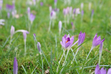 Obraz premium Purple crocus flowers blooming in a green meadow, showcasing spring renewal and natural beauty