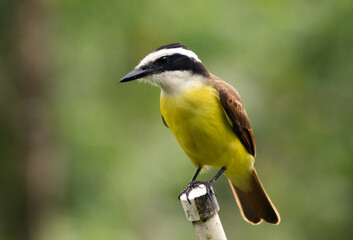 Great Kiskadee in Costa Rica. Benteveo en Costa Rica.