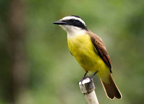Great Kiskadee portrait close-up in La Tigra, Costa Rica. Benteveo en Costa Rica. (Pitangus sulphuratus)