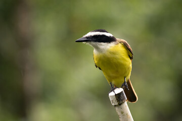 Great Kiskadee in Costa Rica. Benteveo en Costa Rica.