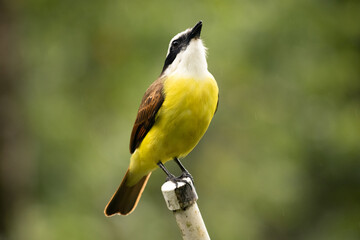 Great Kiskadee in Costa Rica. Benteveo en Costa Rica.