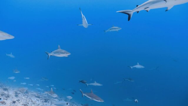 shark on the reef from fakarava