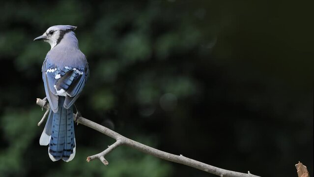 The blue jay (Cyanocitta cristata) on a brunch in the summer forest. Delaware (USA).
