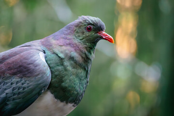 The New Zealand Wood Pigeon, Kereru