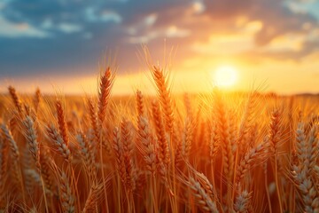 Naklejka premium Golden Wheat Spikelets at Sunset: Agricultural Harvest and Nature Landscape