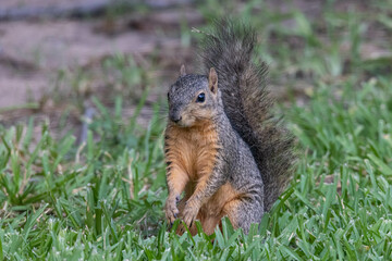 Attentive Squirrel