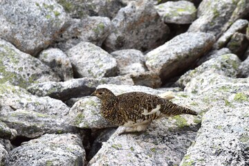 北アルプスの裏銀座縦走路の雷鳥