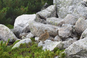 北アルプスの裏銀座縦走路の雷鳥