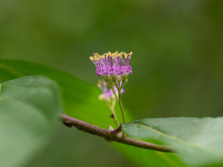 愛らしいコムラサキの花