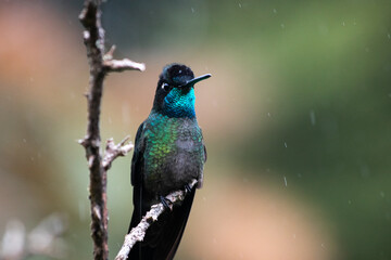 bird, hummingbird, nature, animal, wildlife, green, beak, parrot, blue, feather, wild, kingfisher, branch, colorful, tree, tropical, feathers, birds, small, wing, red, avian, exotic, fly, beautiful, c