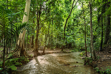 Stream in green forest, river in rainy season forest in the park, quiet river, landscape