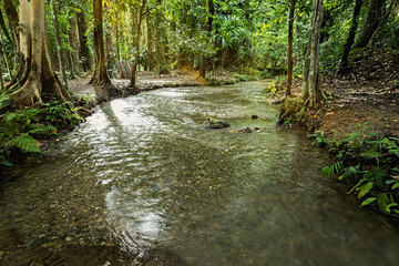 Stream in green forest, river in rainy season forest in the park, quiet river, landscape