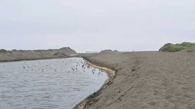 Cahuil lagoon and its biodiversity of birds
