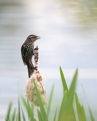 Side View of Female Red-Winged black Bird, Perched on Bullrush at a Pond.