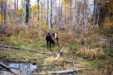 Fall Bull Moose