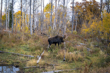 Fall Bull Moose