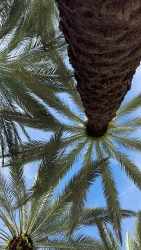 Palm trees in South Florida USA Miami Beach