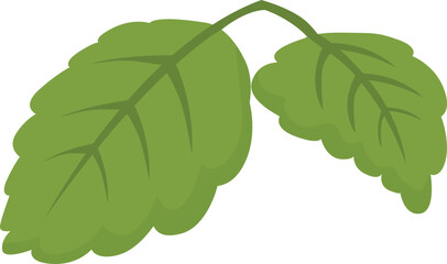 Fototapeta premium Simple illustration of two green mint leaves growing on stem