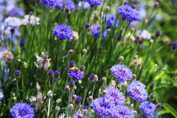 青いヤグルマギク