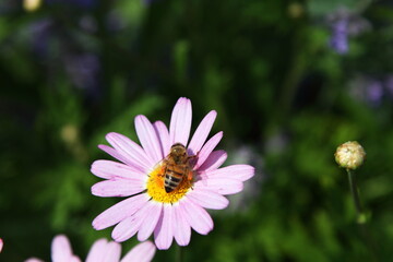 マーガレットの蜜を吸うミツバチ
