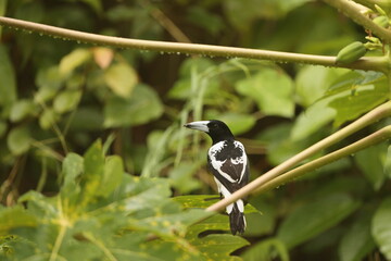 The hooded butcherbird (Cracticus cassicus) is a species of passerine bird in the family Artamidae. It is found in New Guinea. 