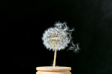 make a wish dandelion seeds