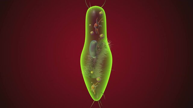 paramecium anatomy system. 3d illustration