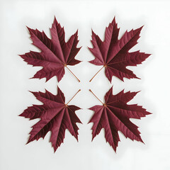 Bright red maple leaf on a white background
