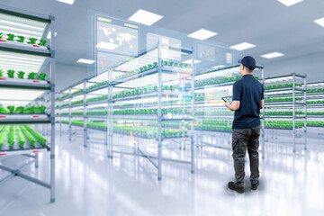 Fototapeta premium indoor farm system raised plants on shelves growth with led light