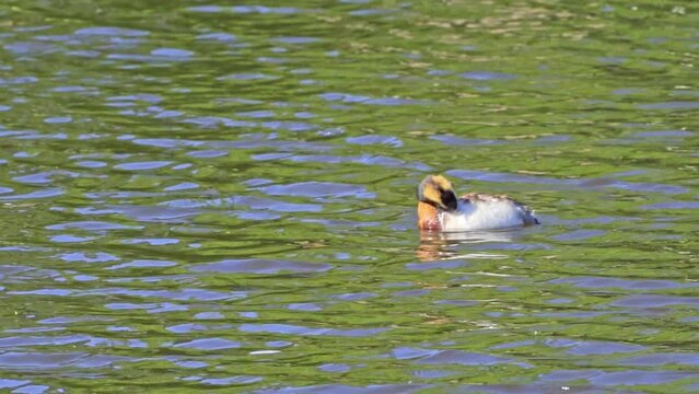 The Fascinating World of the Horned Grebe (Podiceps auritus