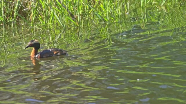 The Fascinating World of the Horned Grebe (Podiceps auritus