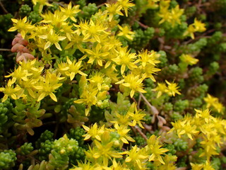 海の岩場に咲く黄色いオカタイトゴメの花