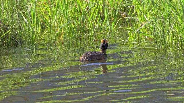 The Fascinating World of the Horned Grebe (Podiceps auritus