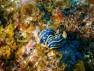 海の岩場で交尾する2匹のアオウミウシ