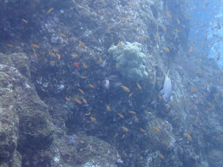 青い海の中を泳ぐ赤い魚のキンギョハナダイの群れ
