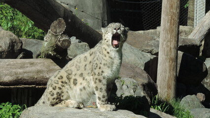snow Leopard