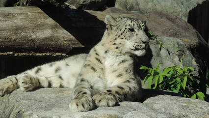 snow Leopard