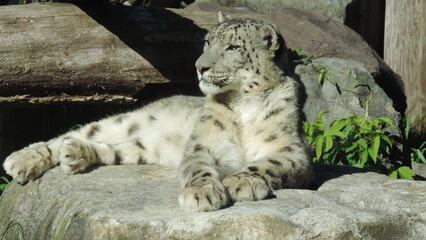 snow Leopard