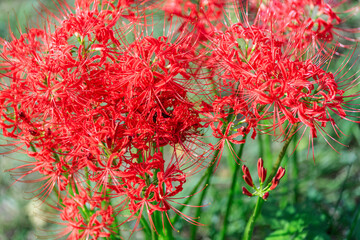 	彼岸花のクローズアップ
