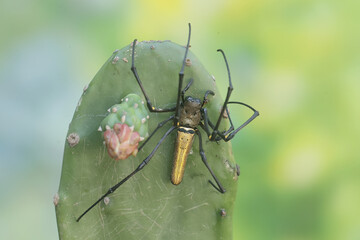 A golden orb-web spider hunts prey in the bushes. This insect has the scientific name Nephila...