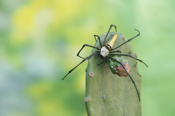A golden orb-web spider hunts prey in the bushes. This insect has the scientific name Nephila...